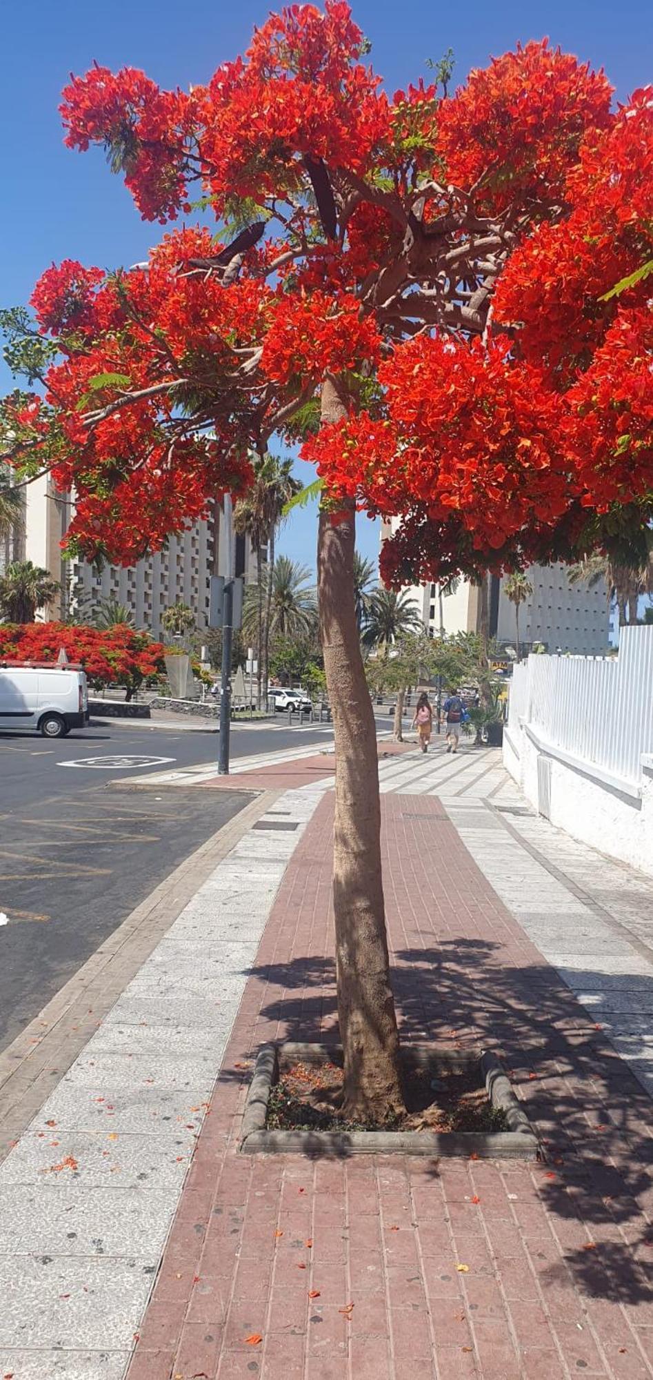 Wonderful White Appartament In Las Tortugas Playa de las Americas (Tenerife) Exterior foto