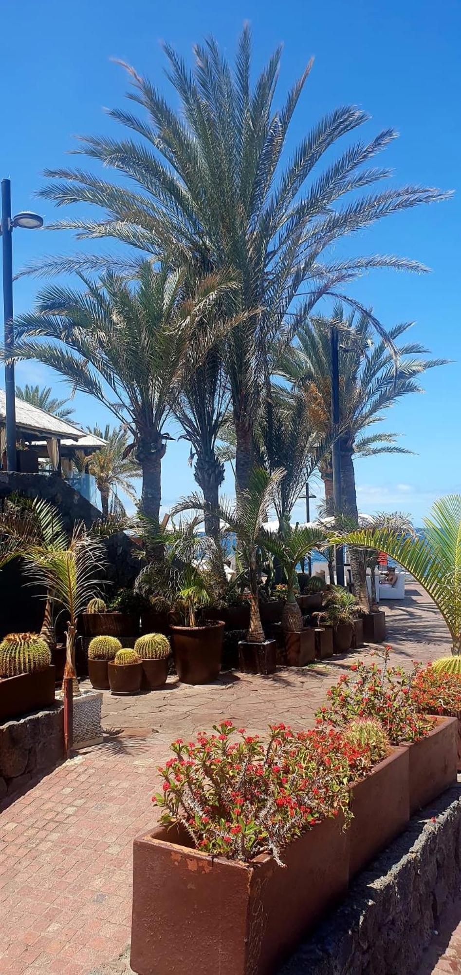 Wonderful White Appartament In Las Tortugas Playa de las Americas (Tenerife) Exterior foto
